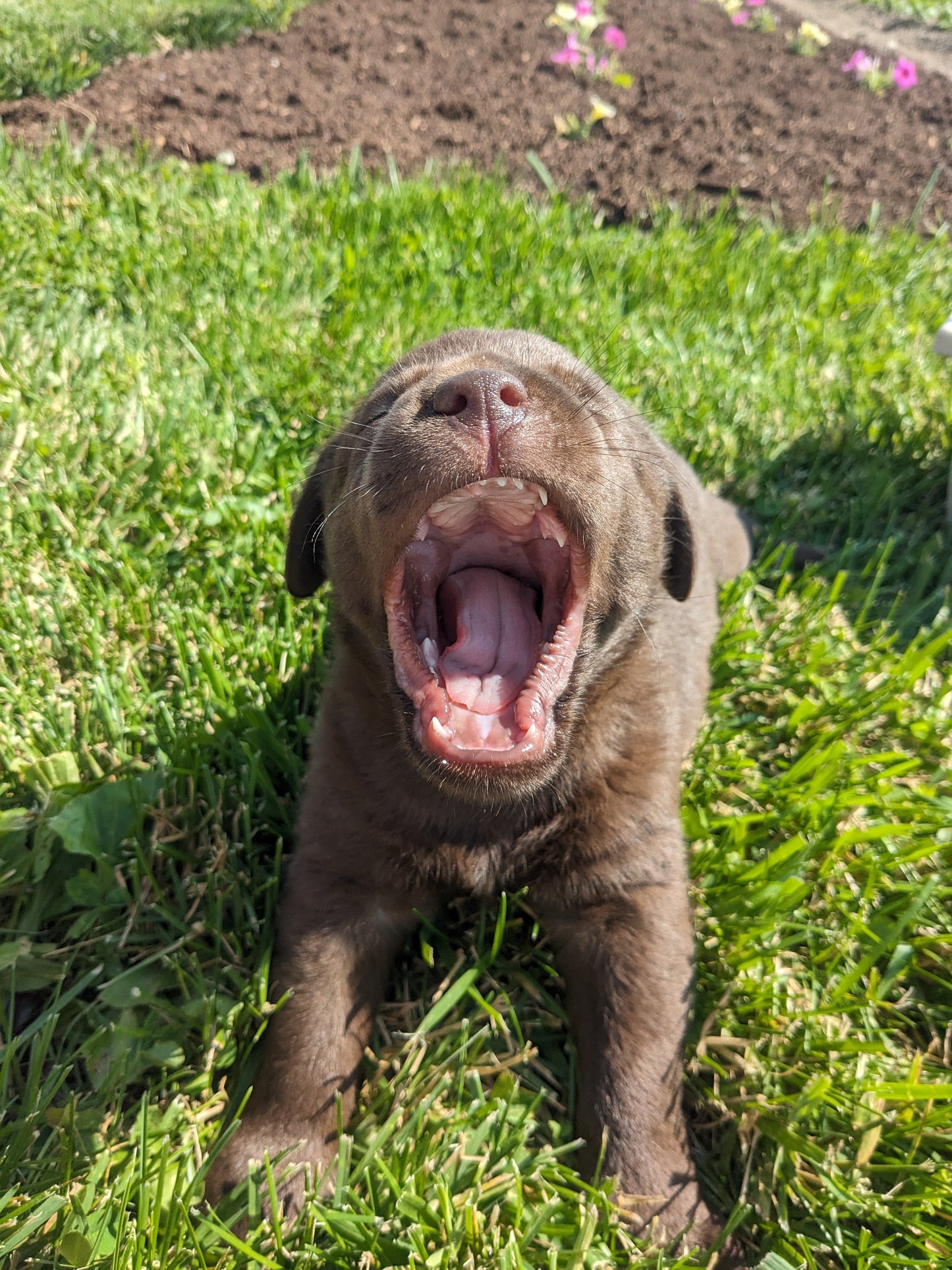 CHOCOLATE LAB (04/21) MALE