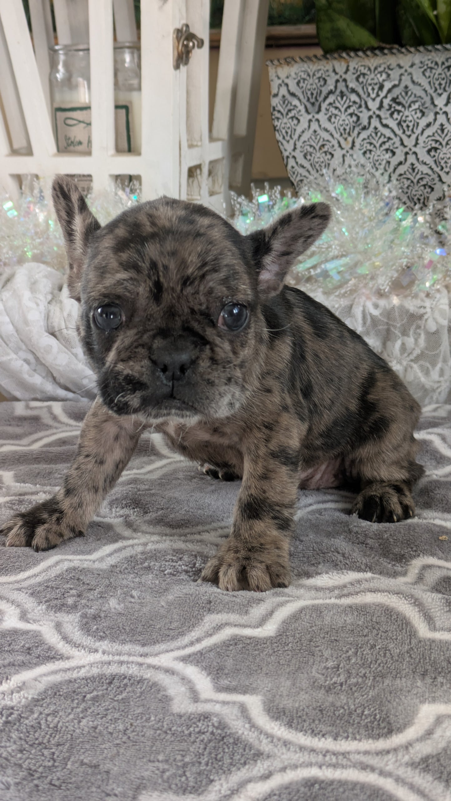 FRENCH BULLDOG (10/12) FEMALE