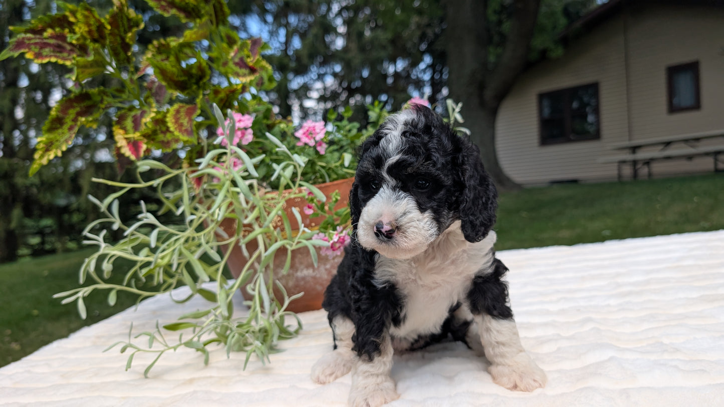 MINI BERNEDOODLE (06/11) FEMALE