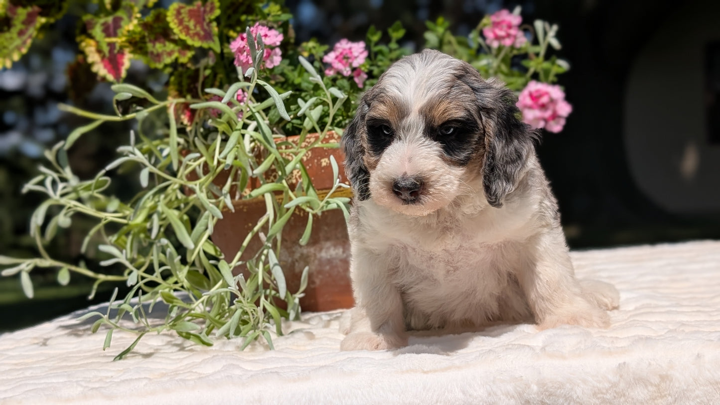 MINI BERNEDOODLE (06/11) FEMALE