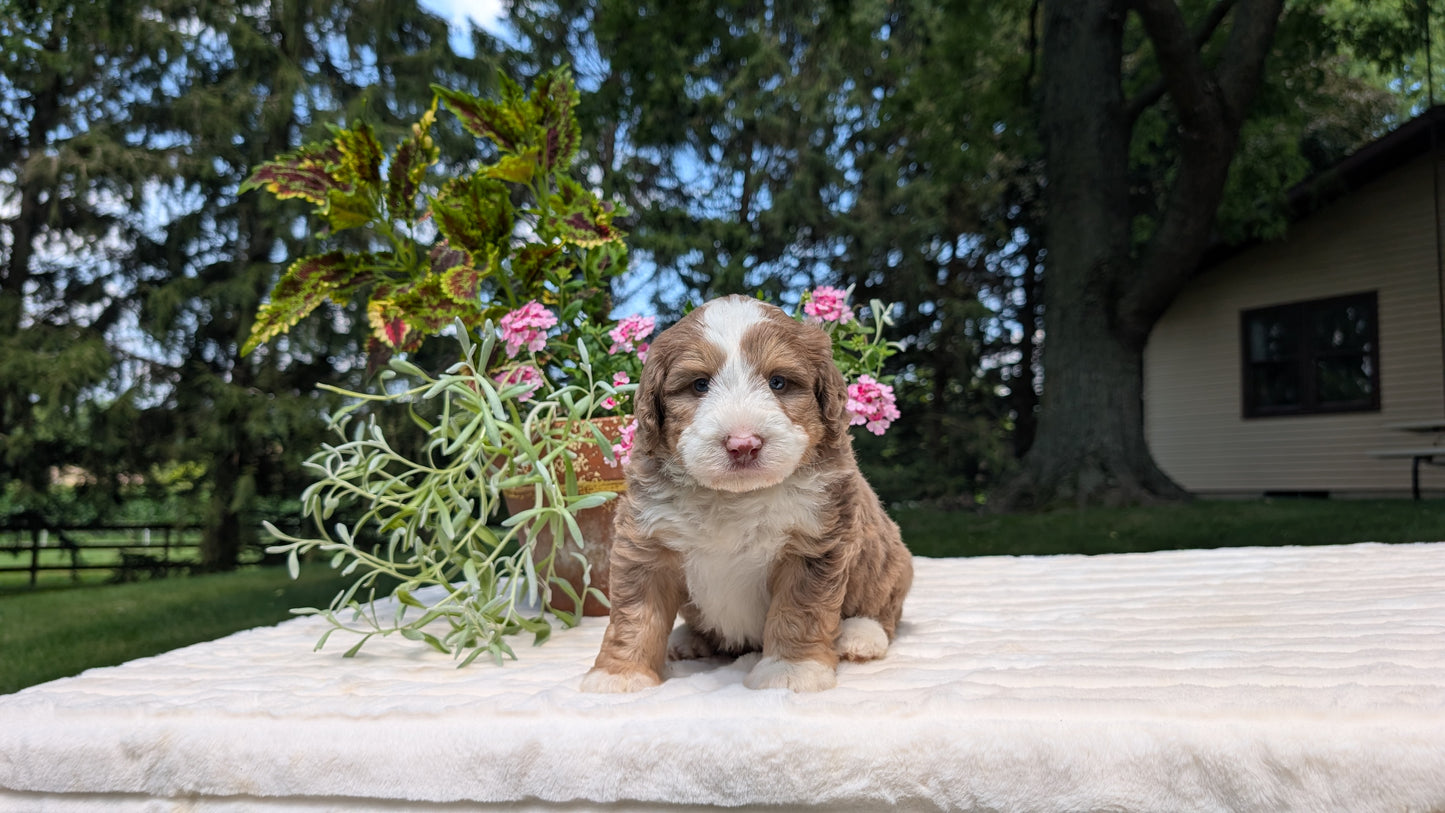 MINI BERNEDOODLE (06/11) MALE