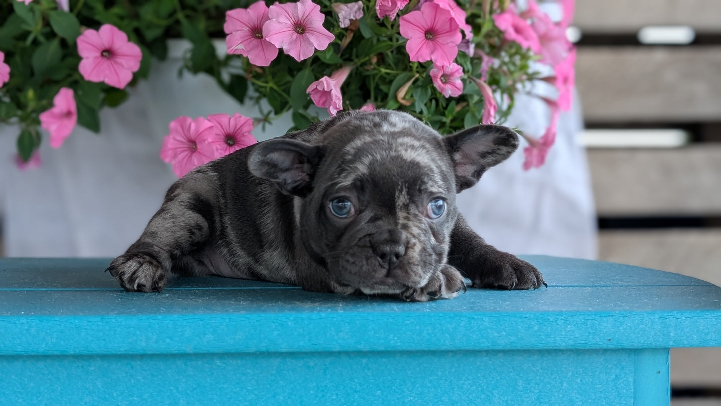 FRENCH BULLDOG (06/30) FEMALE