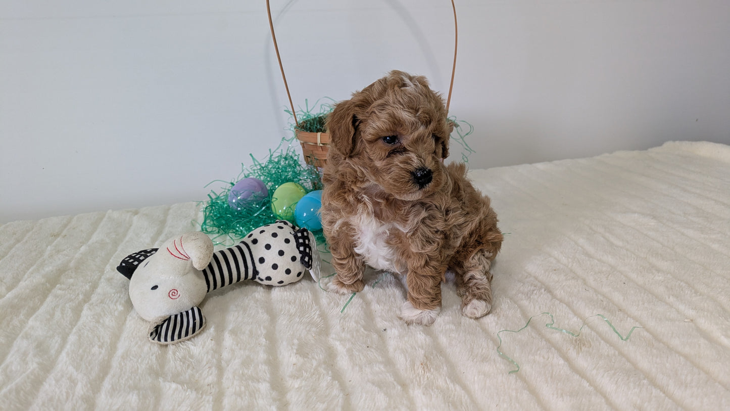 MINI POODLE (03/13) FEMALE