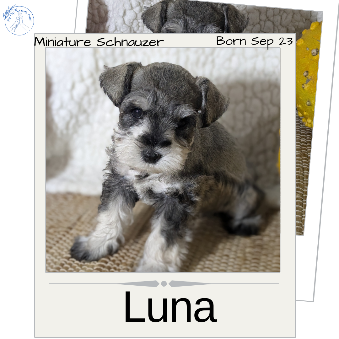 MINI SCHNAUZER (09/23) FEMALE