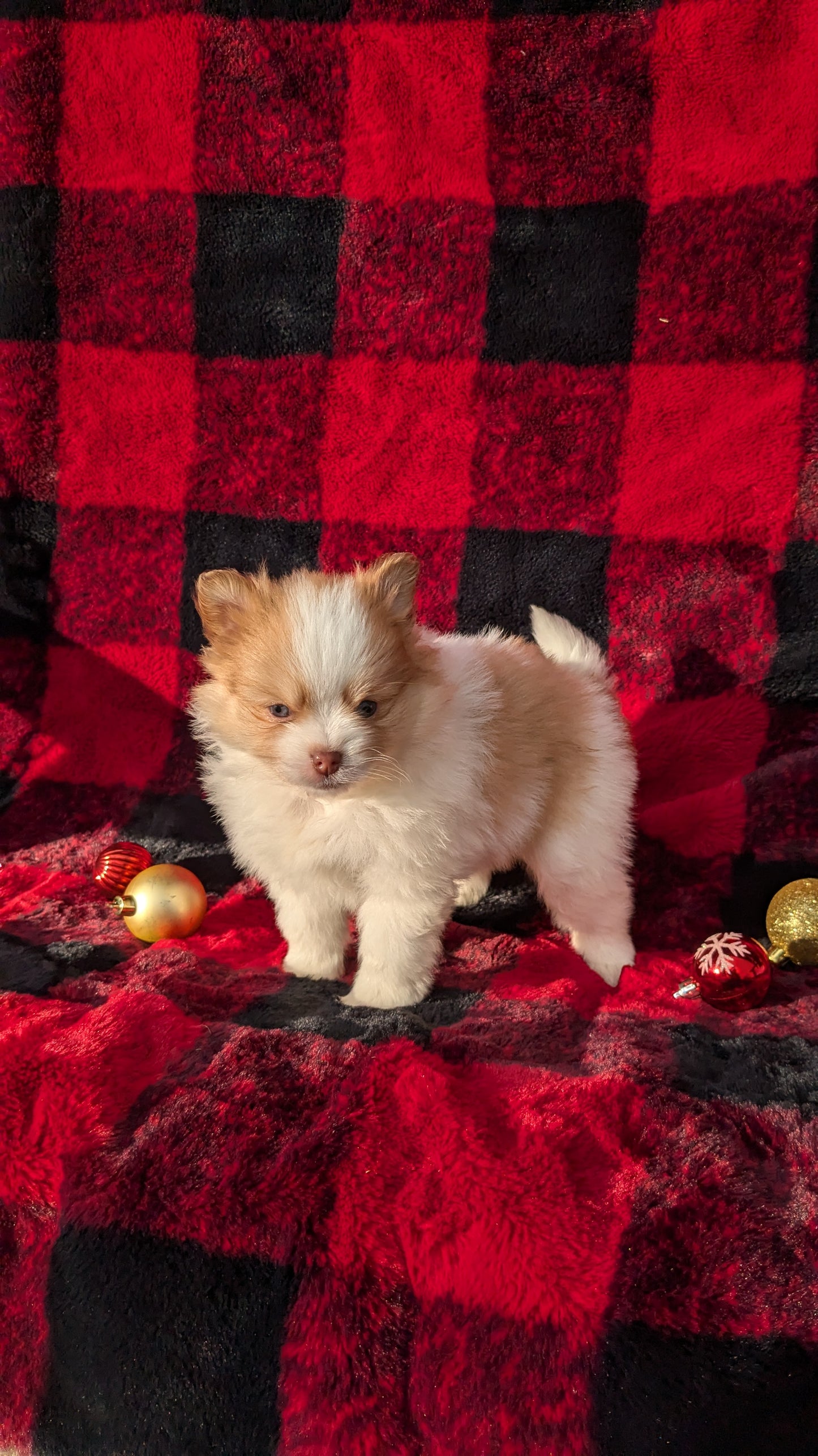 POMERANIAM (10/02) MALE