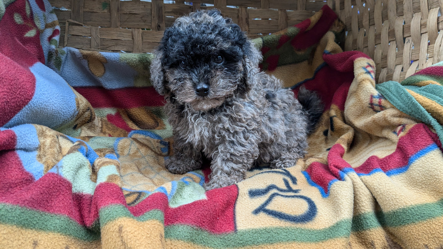 TOY POODLE (09/07) MALE