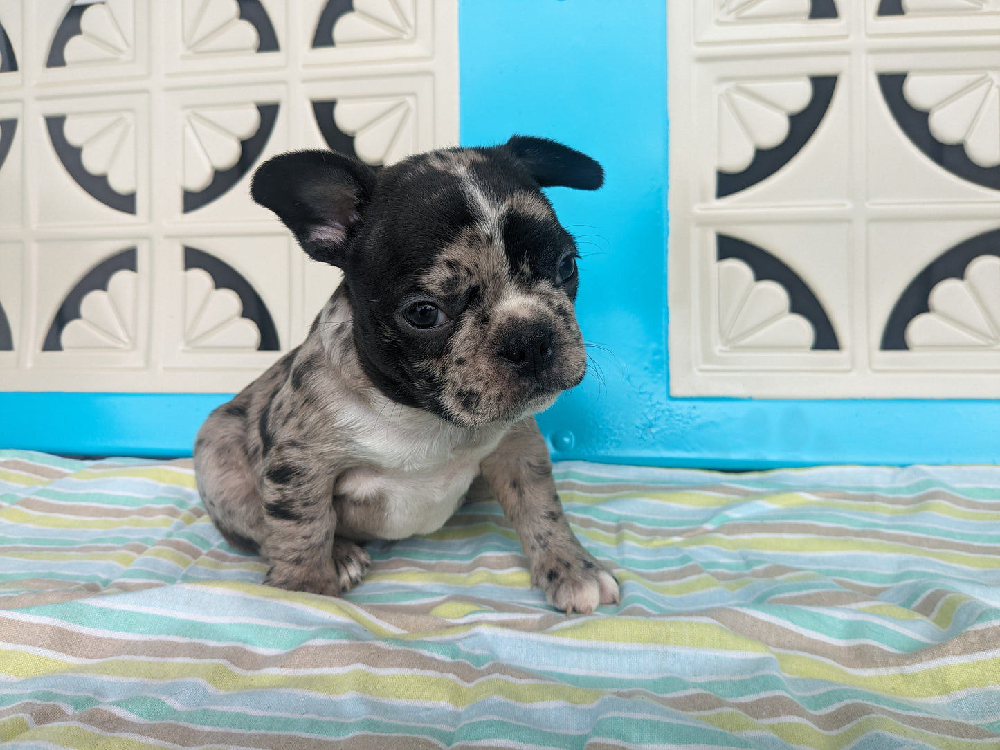 FRENCHTON (04/11) FEMALE