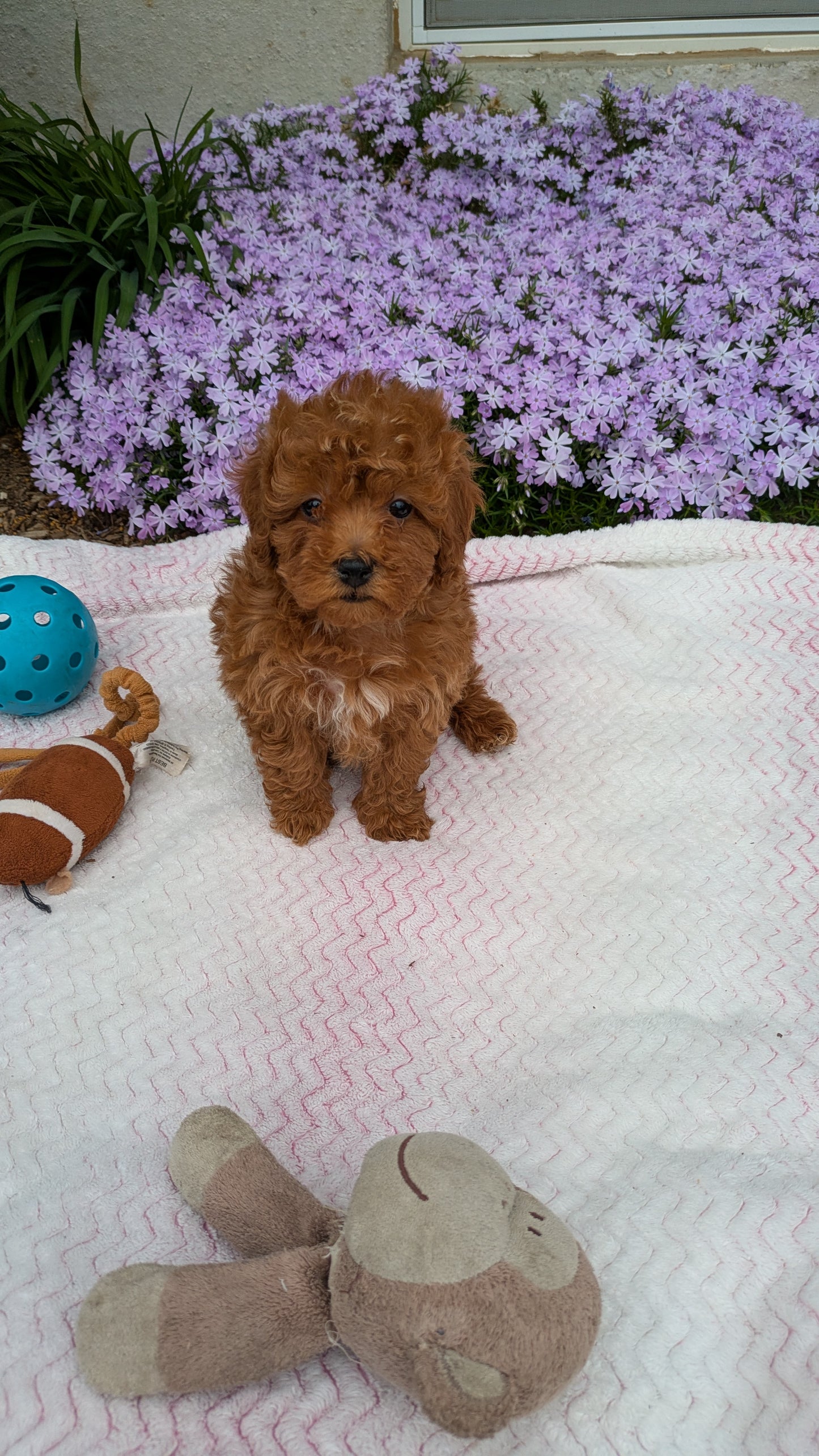 MALTIPOO (03/15) MALE