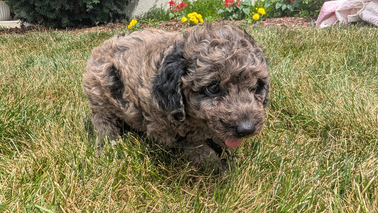 MINI POODLE (06/07) MALE