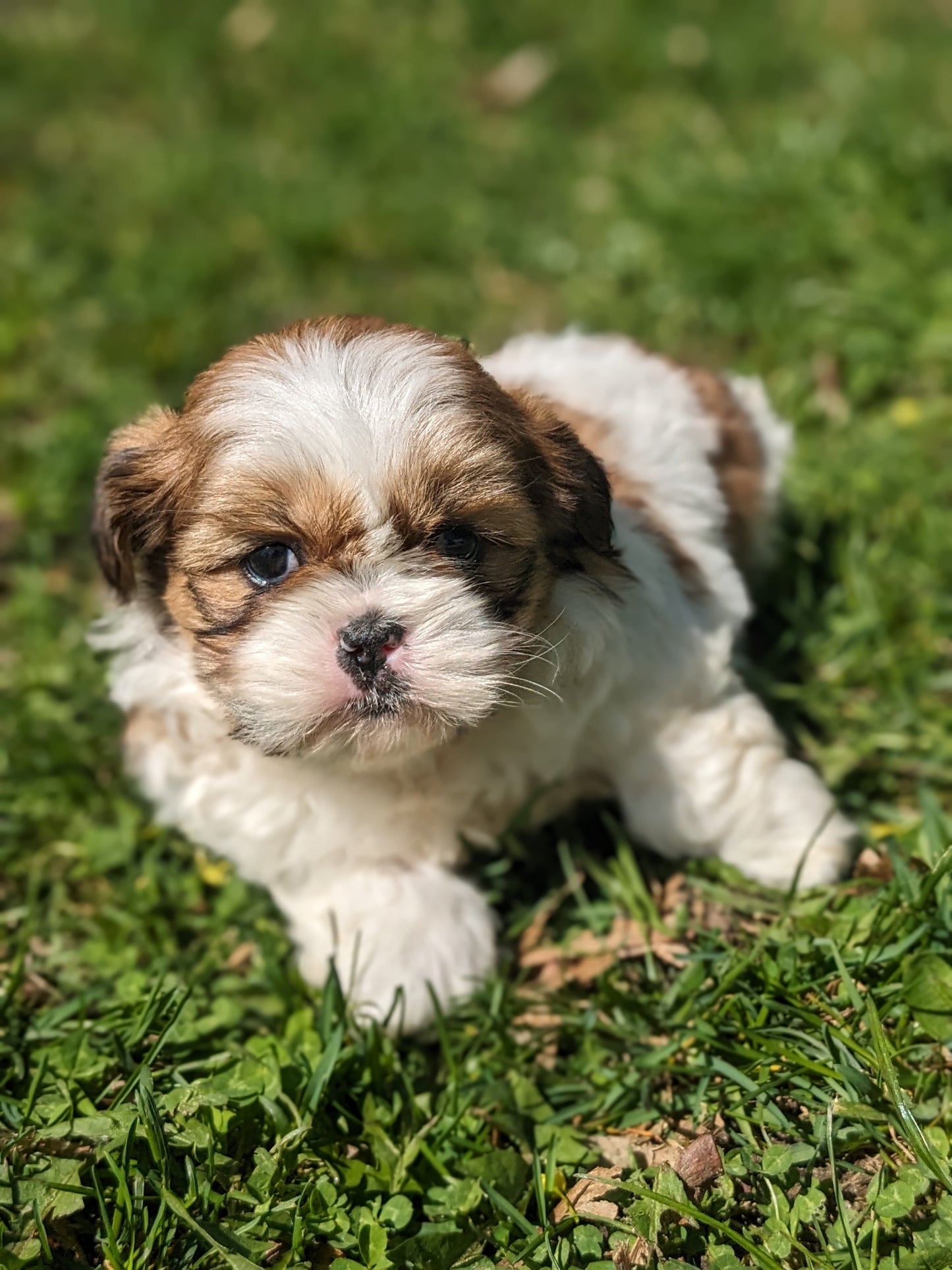 SHIH TZU (03/11) MALE