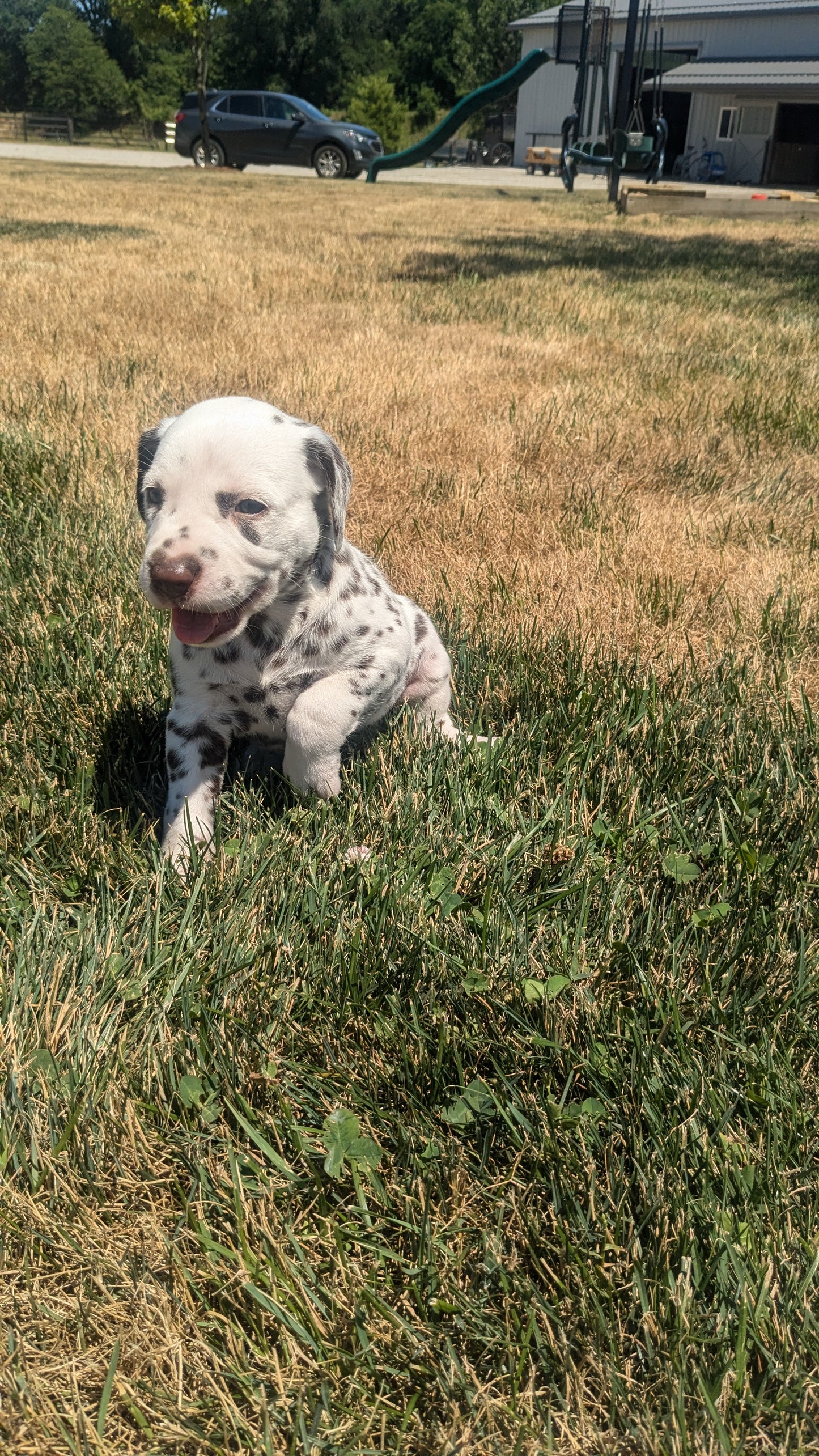 DALMATIAN (05/26) FEMALE