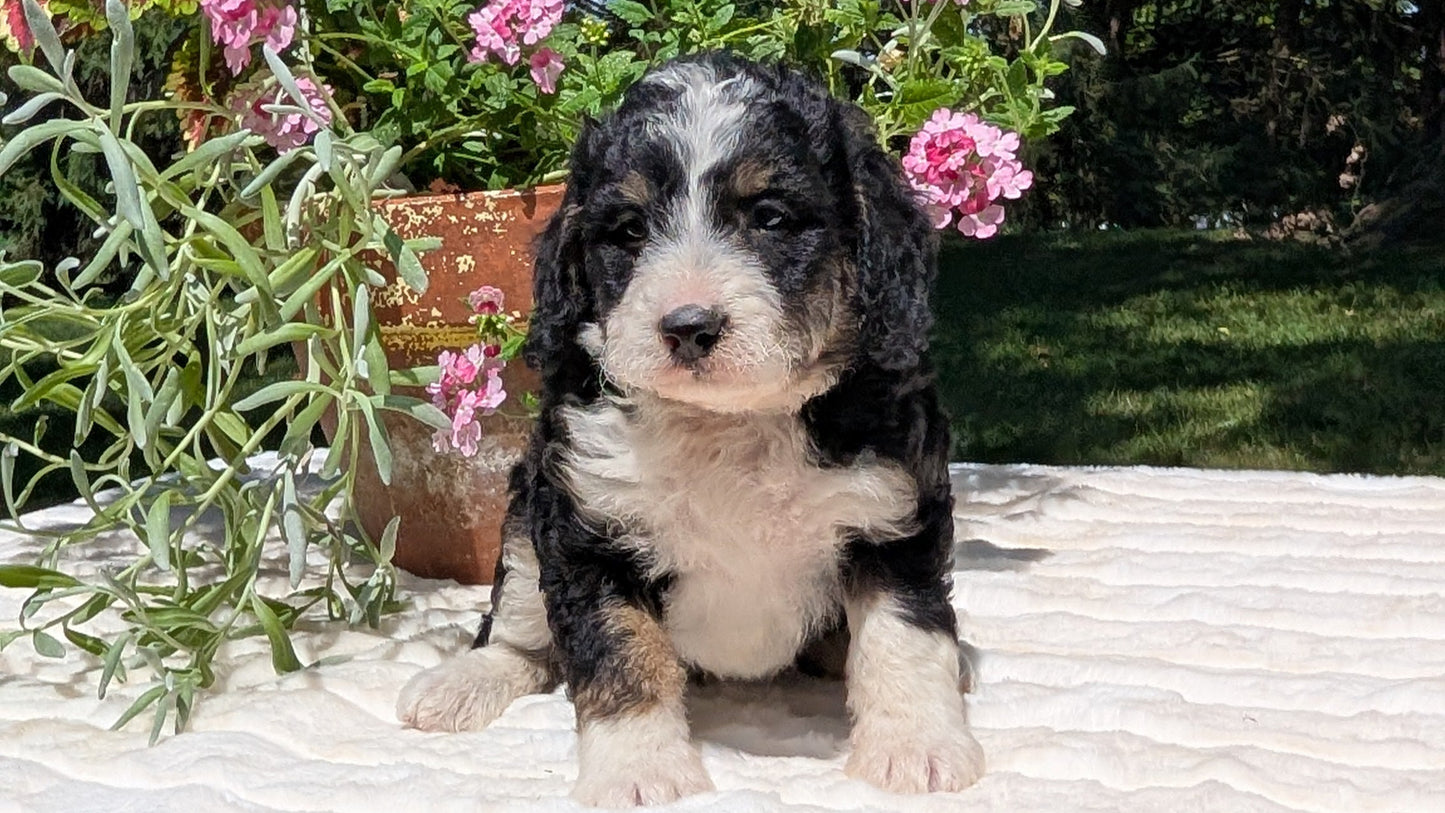 MINI BERNEDOODLE (06/11) FEMALE