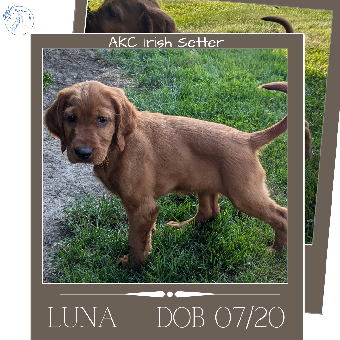 IRISH SETTER (07/20) FEMALE