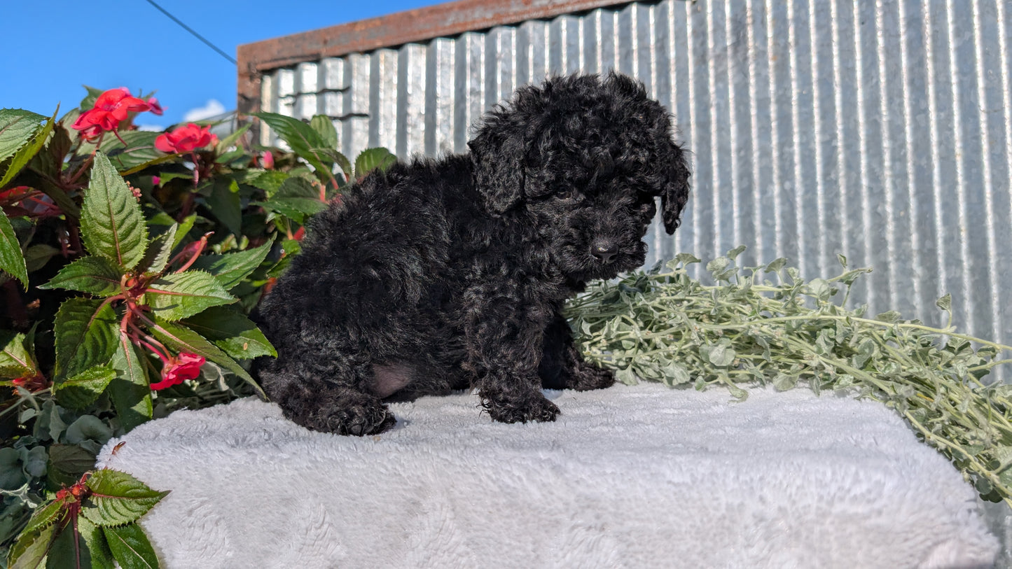 TOY POODLE (07/06) FEMALE