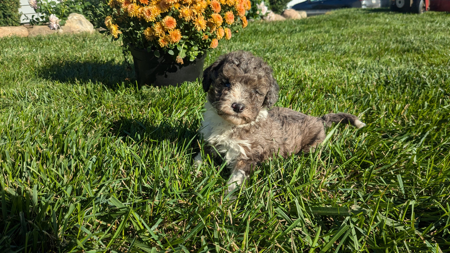 TOY POODLE (08/24) MALE