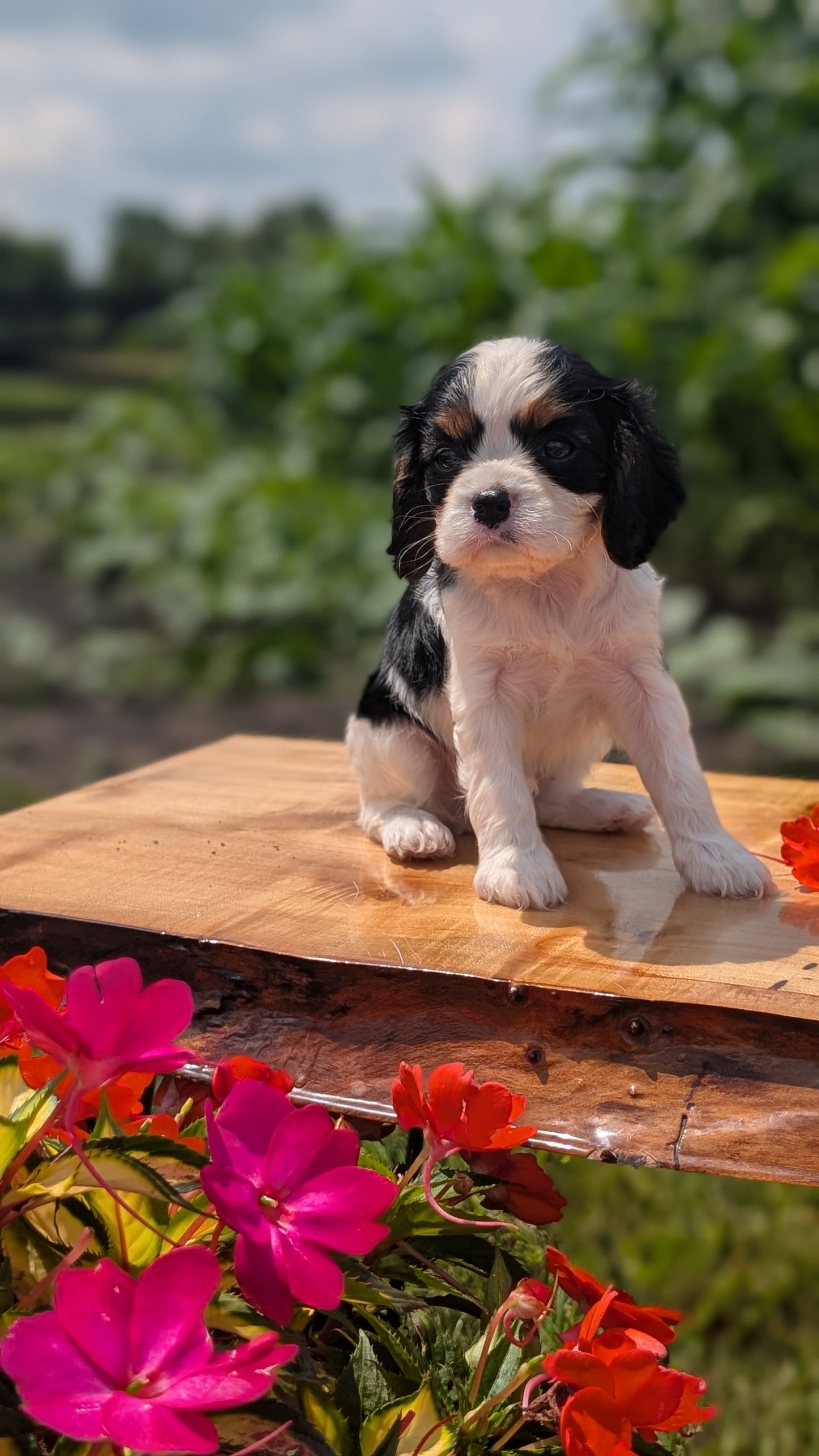 CAVALIER (MAY 30) FEMALES