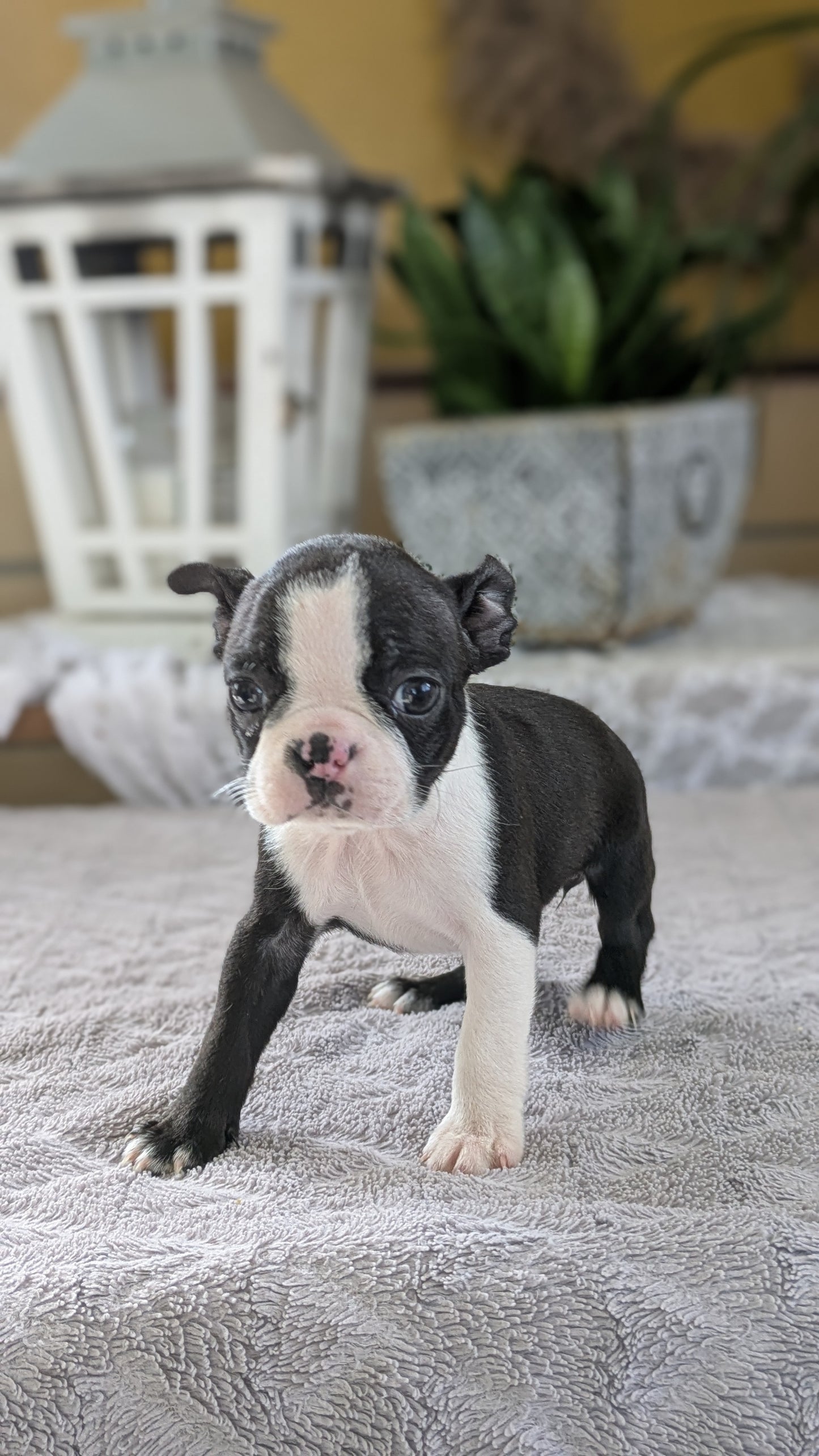 BOSTON TERRIER (12/09) FEMALE