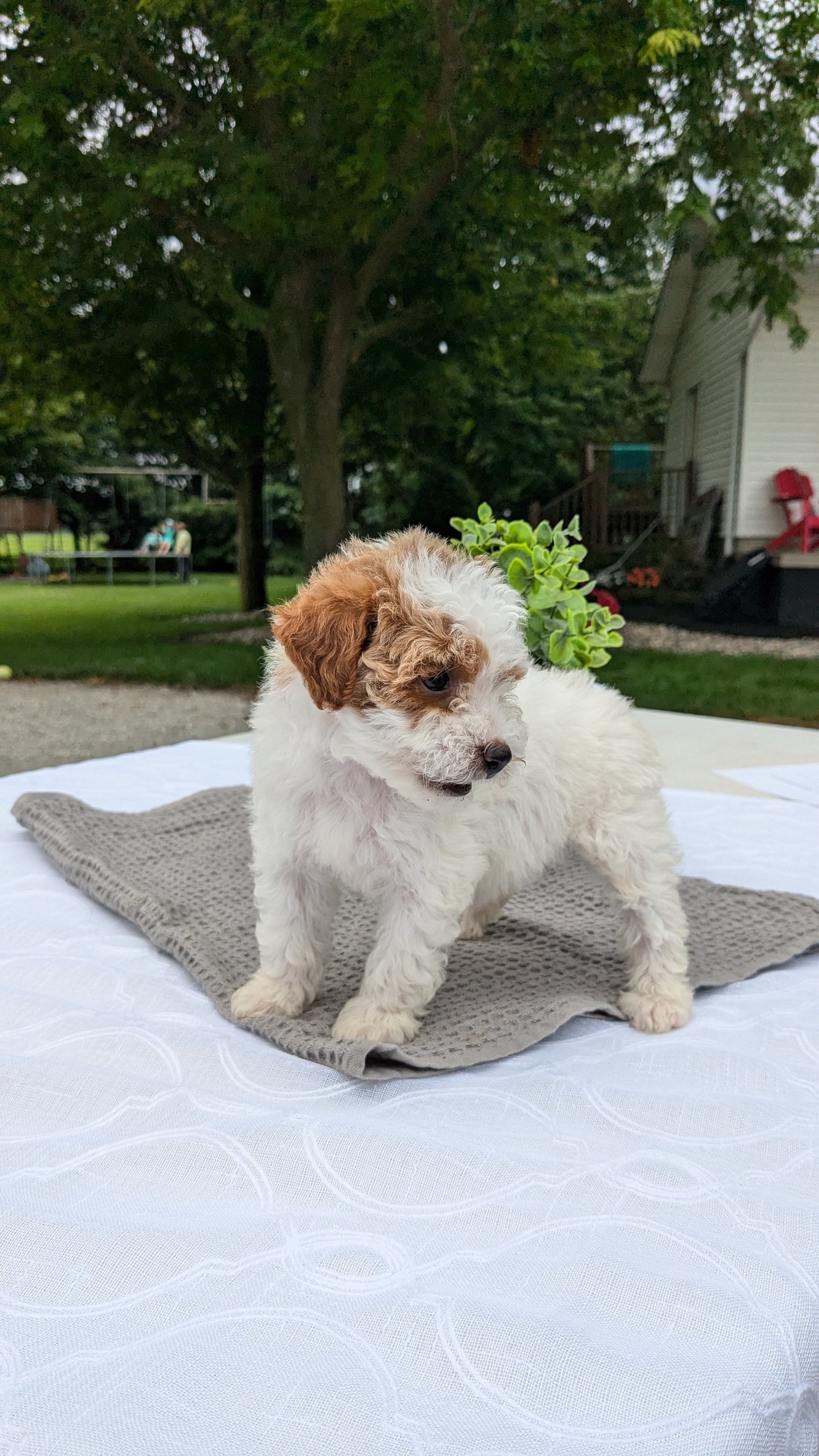 MINI GOLDENDOODLE (06/09) FEMALE