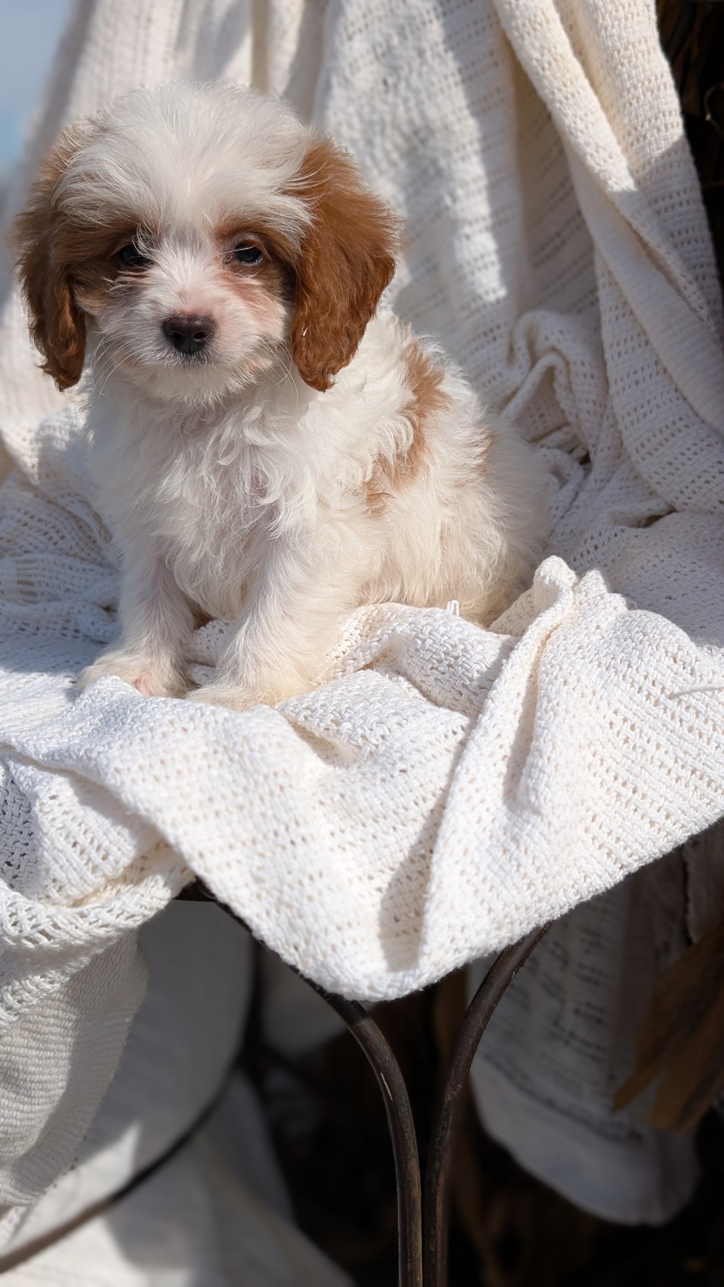 CAVAPOO (07/26) MALE