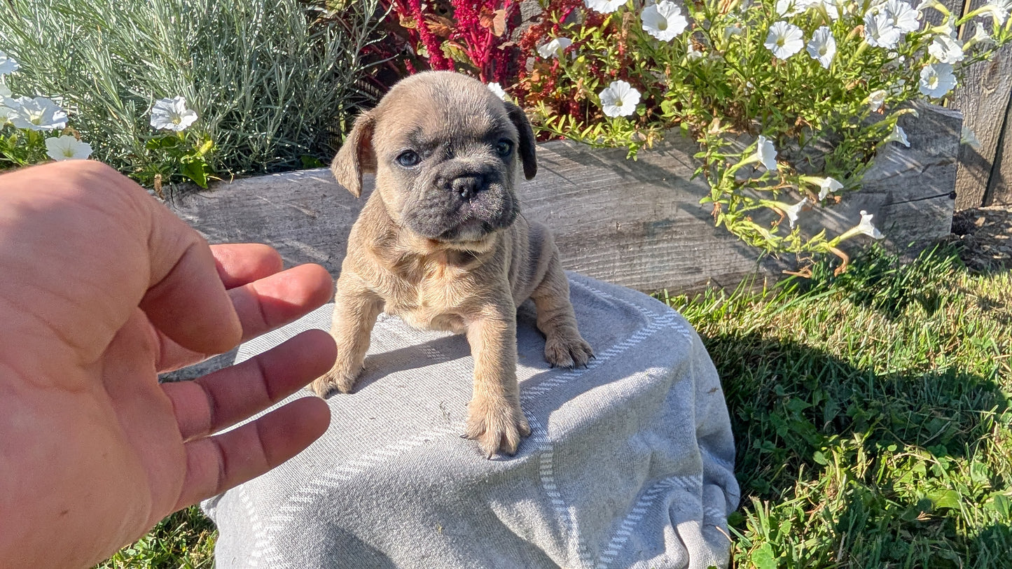FRENCH BULLDOG (07/03) FEMALE