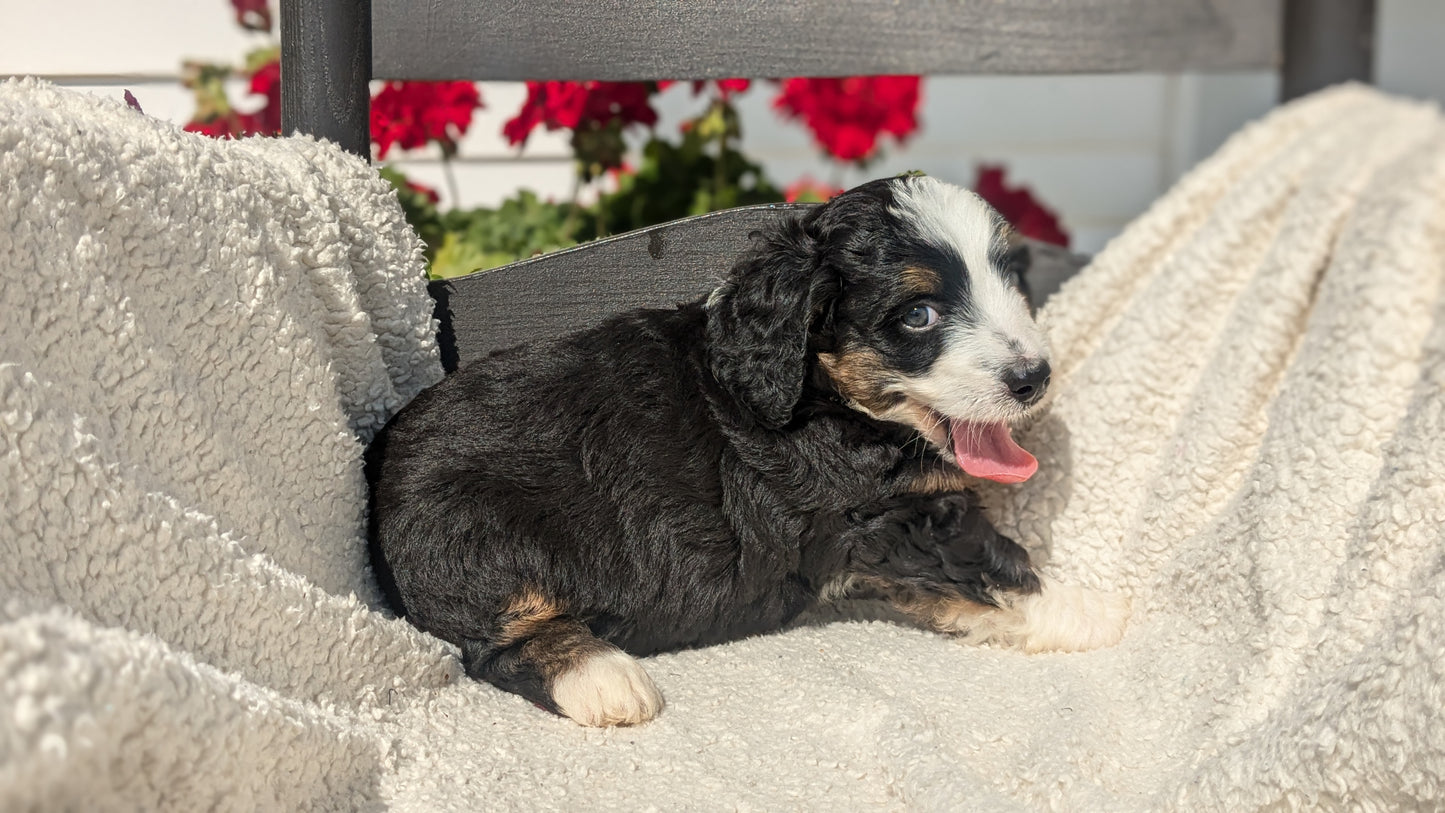 BERNEDOODLE (07/15) FEMALE