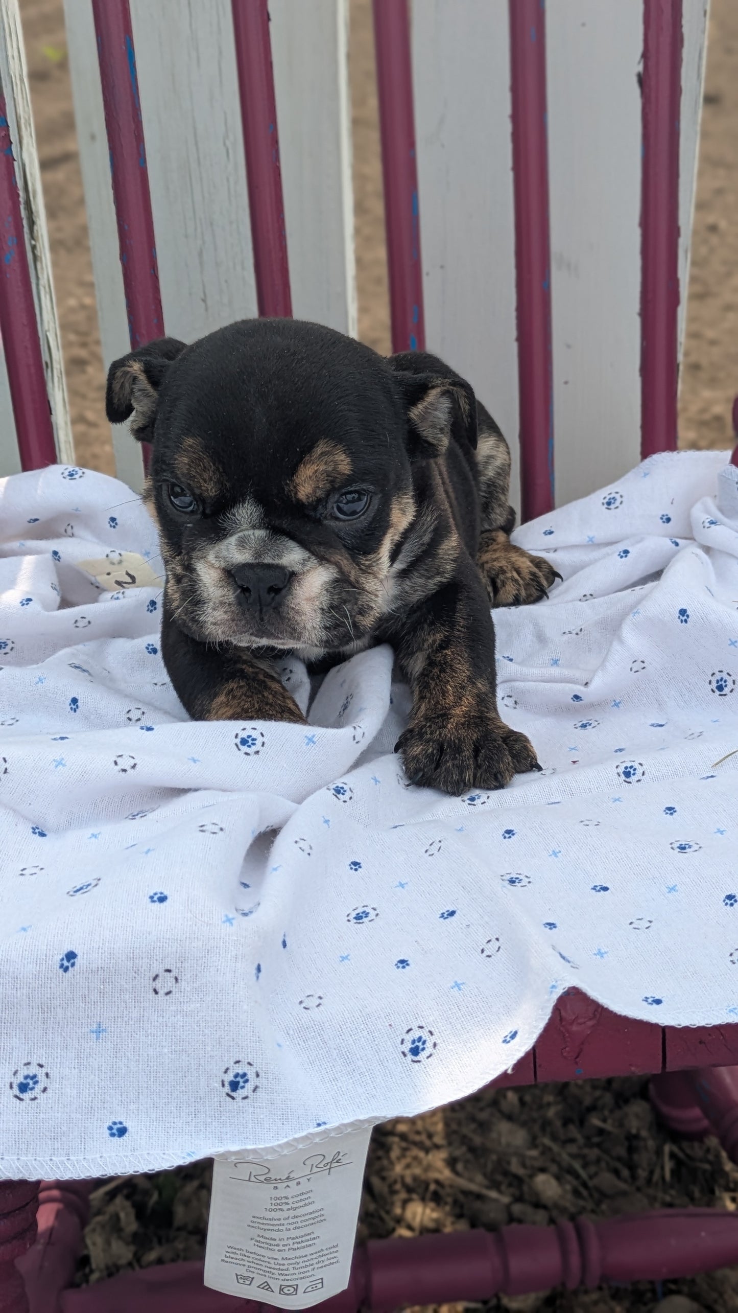ENGLISH BULLDOG (04/18) MALE