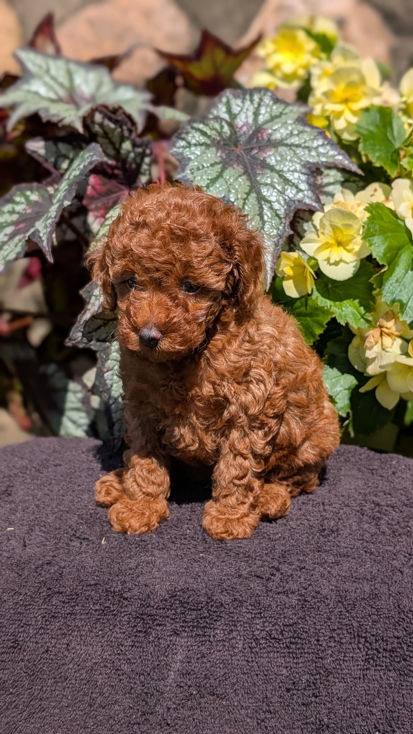 TOY POODLE (JUL 12) 1 FEMALE
