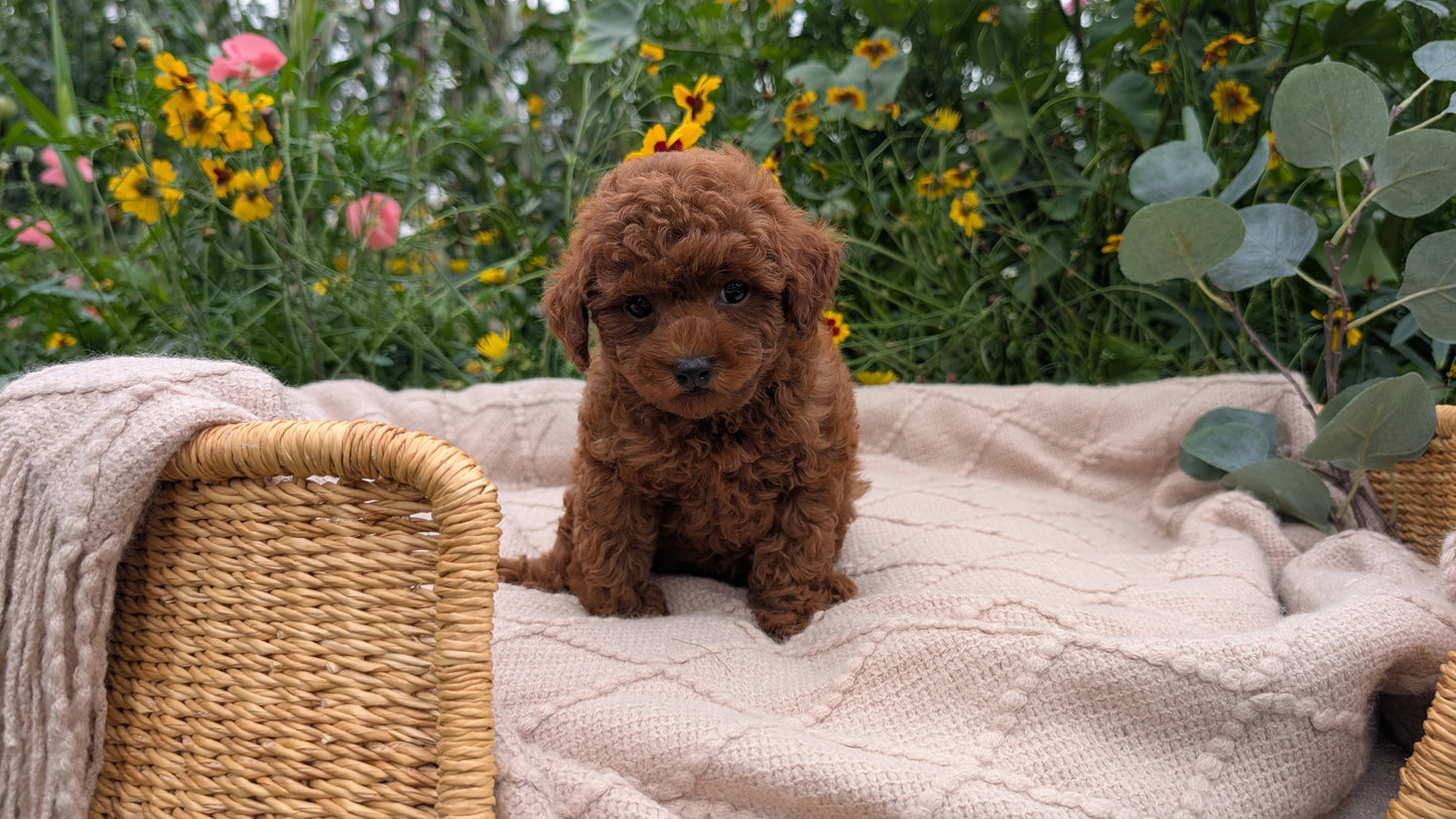 TOY POODLE (07/01) FEMALE
