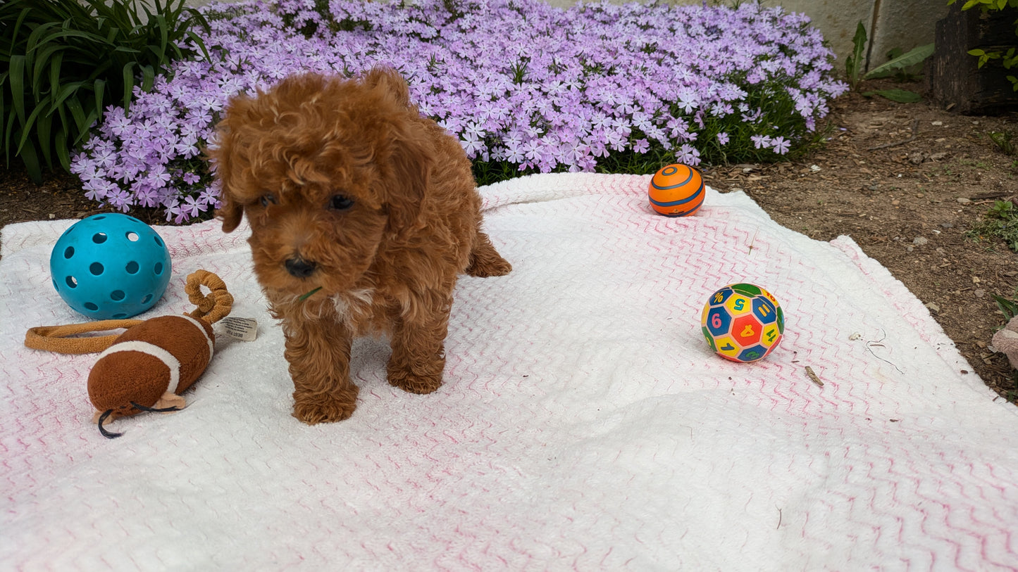 MALTIPOO (03/15) MALE