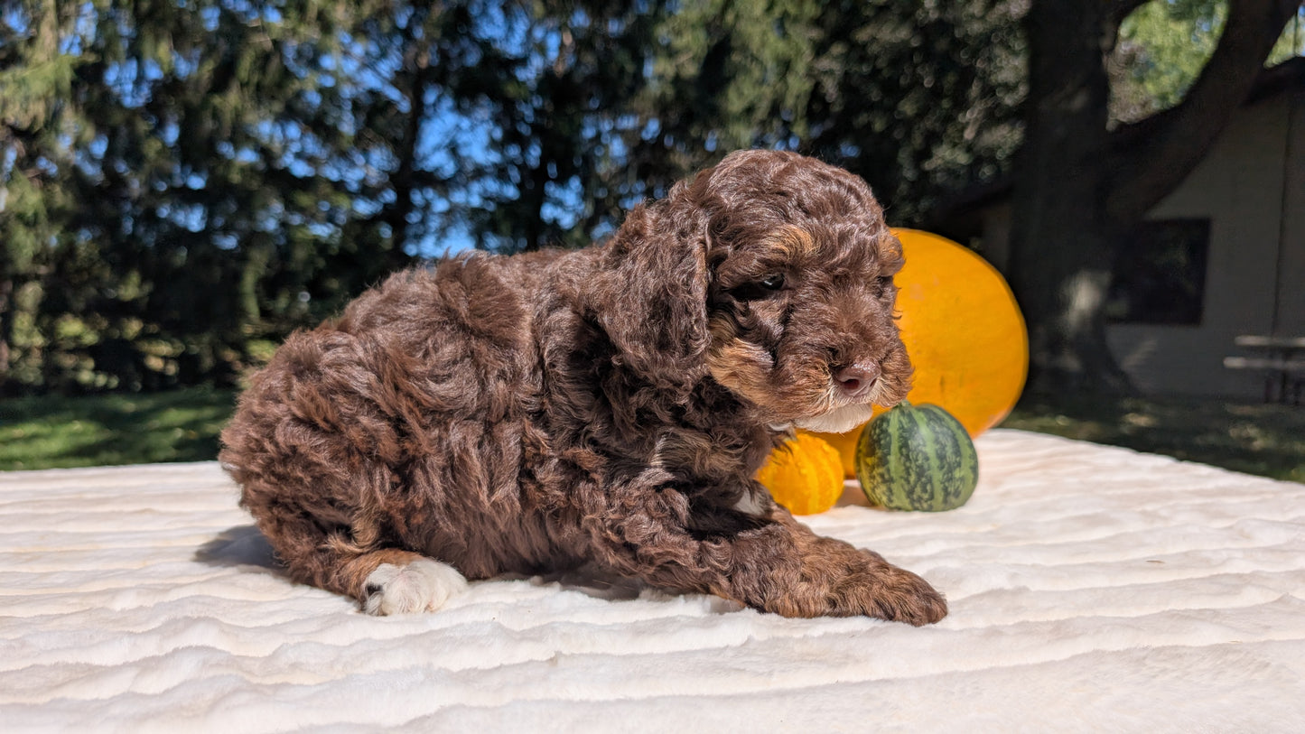 MINI BERNEDOODLE (07/25) MALE
