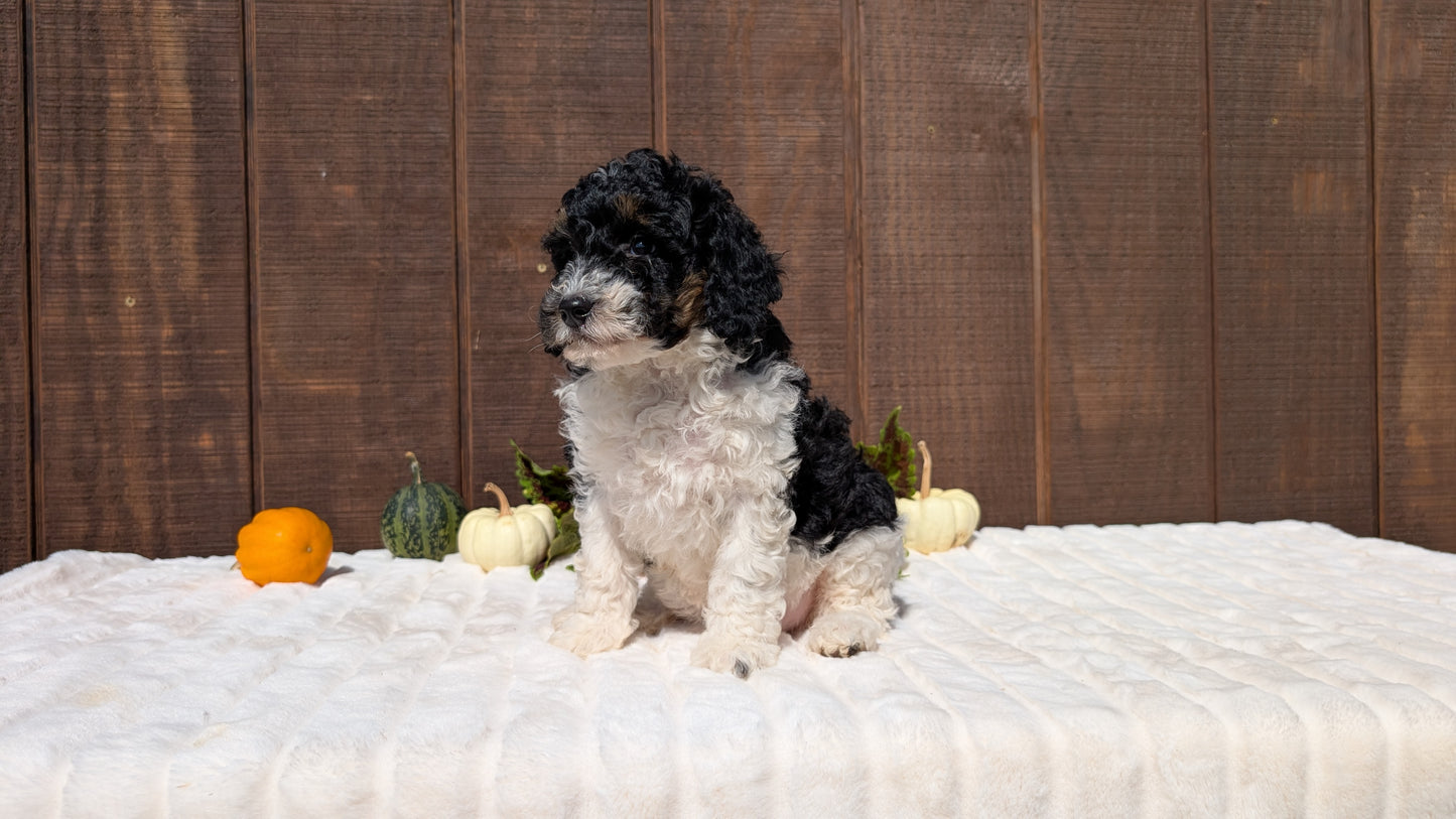 MINI BERNEDOODLE (08/06) FEMALE