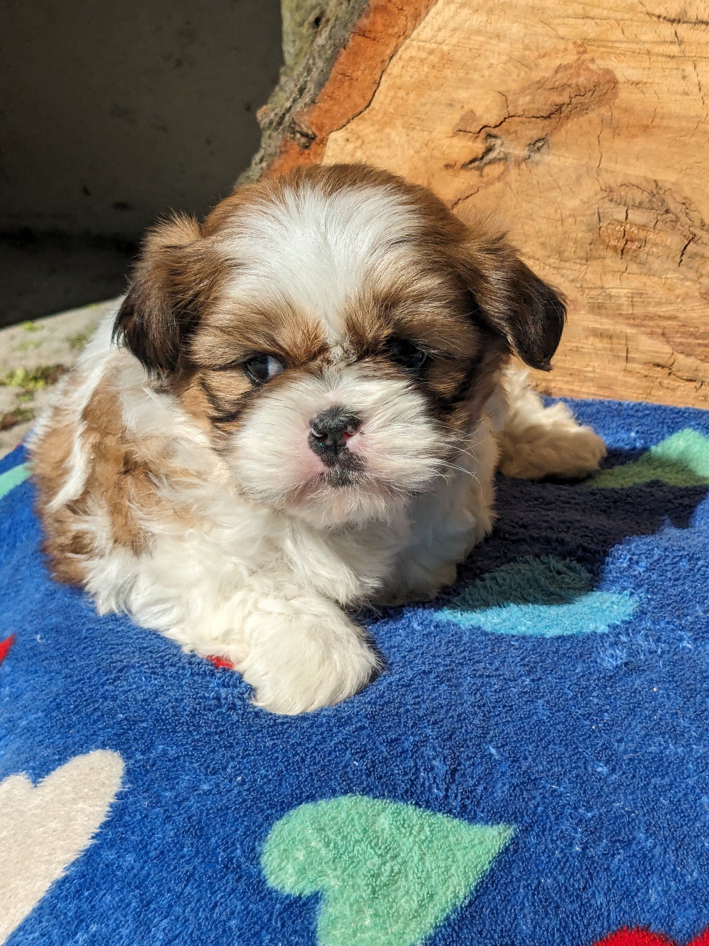SHIH TZU (03/11) MALE