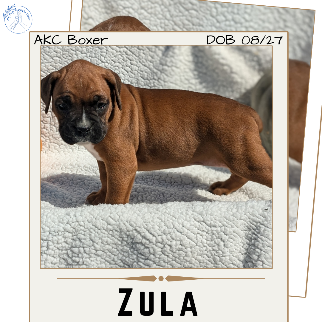 BOXER (08/27) FEMALE