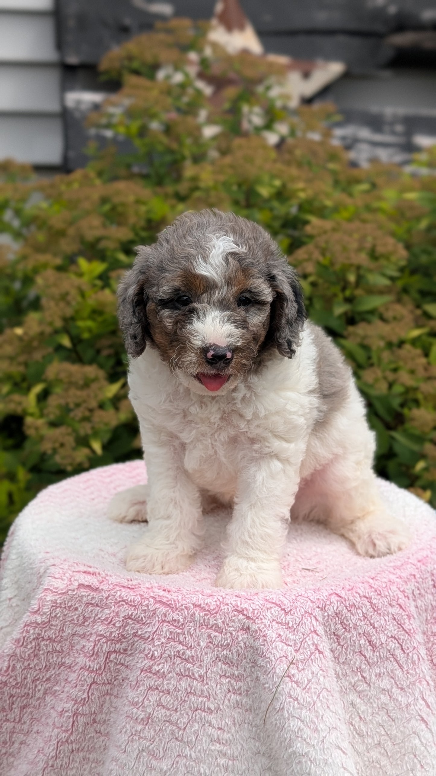 MINI POODLE (06/07) MALE