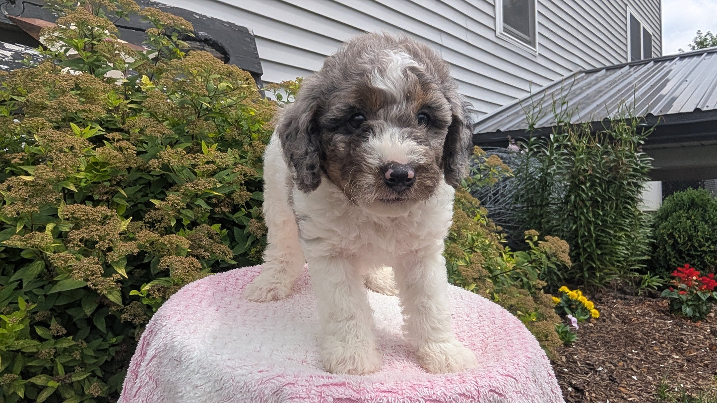 MINI POODLE (06/07) MALE