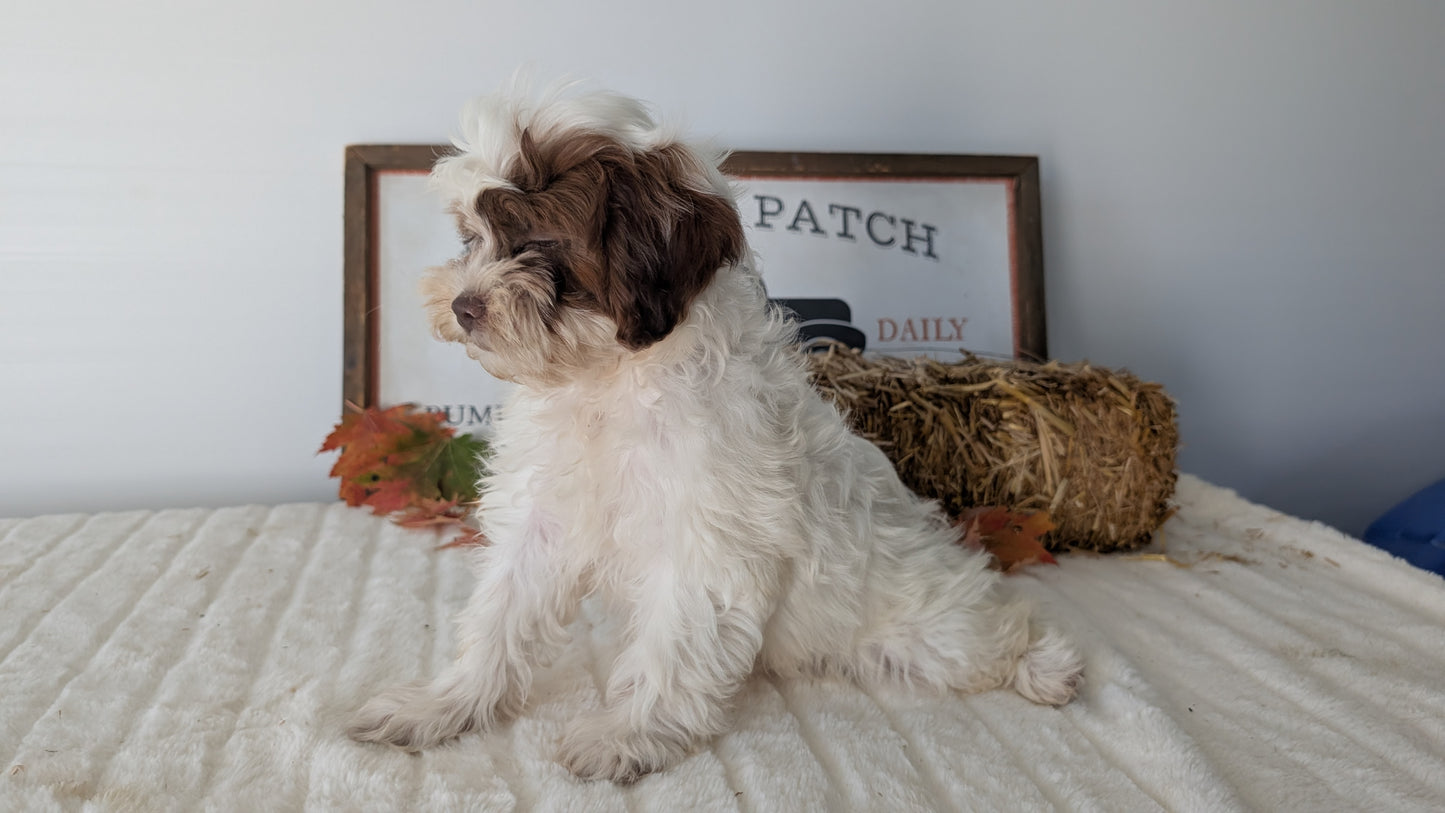 SHIHPOO (07/26) FEMALE
