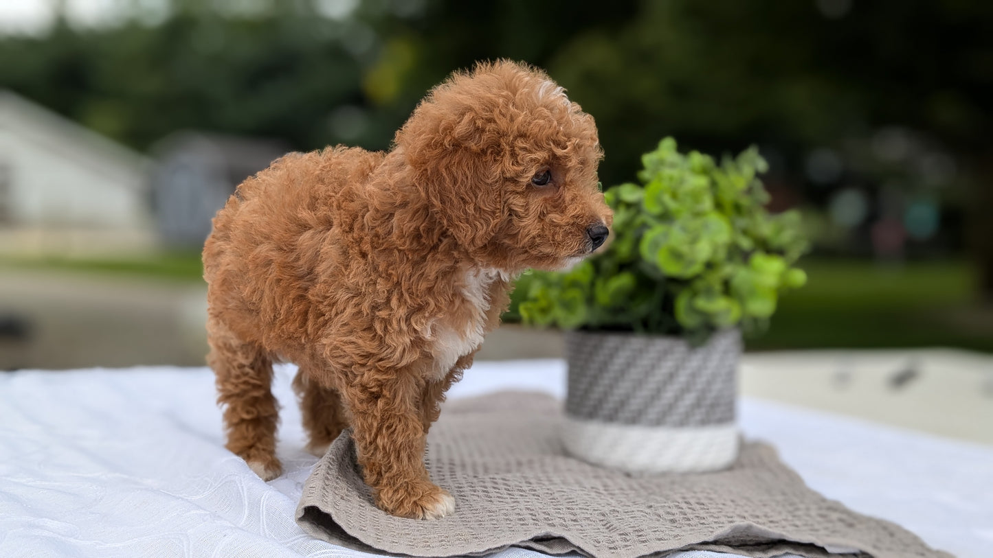 MINI GOLDENDOODLE (06/09) MALE