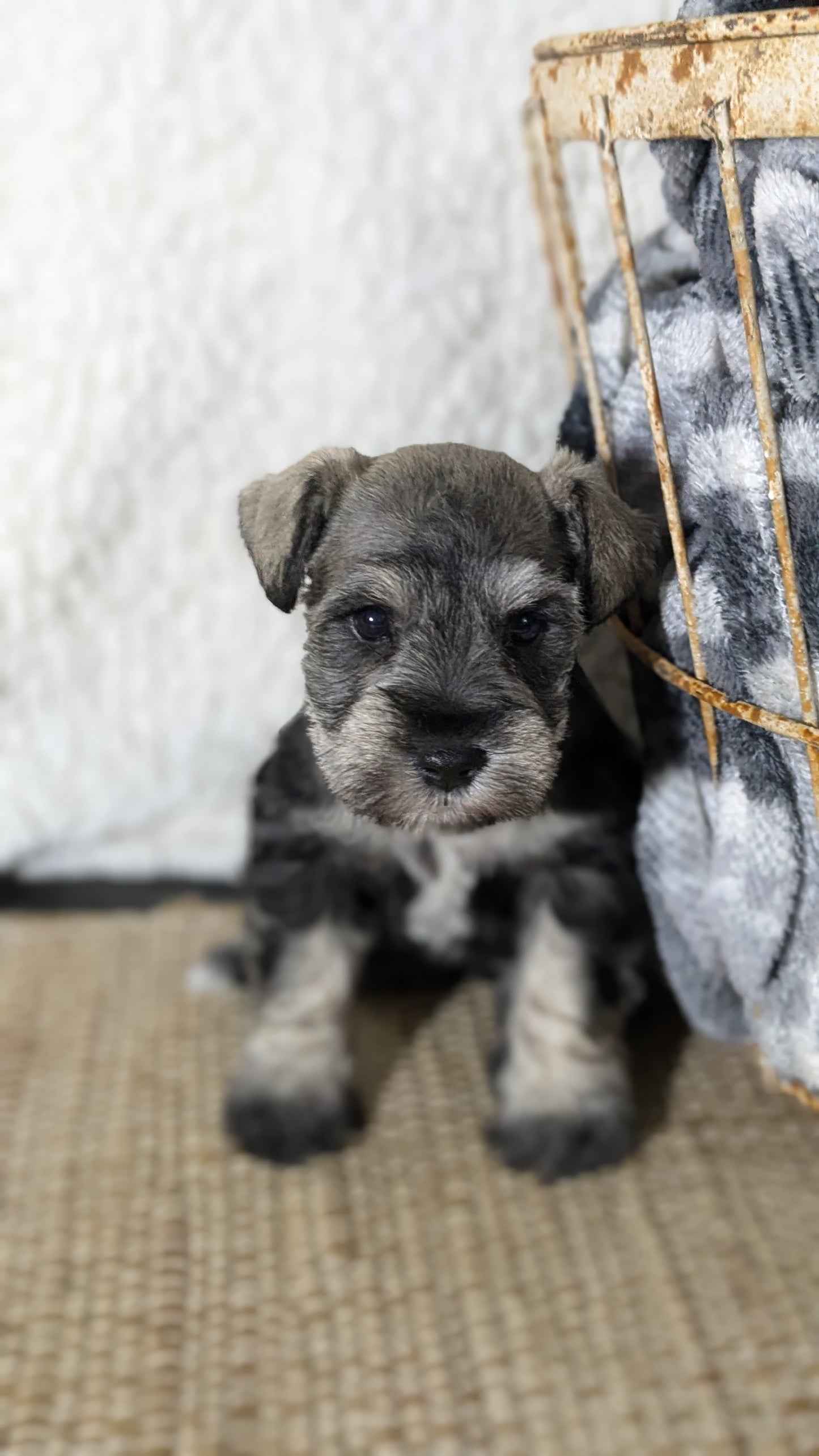 MINI SCHNAUZER (09/22) FEMALE