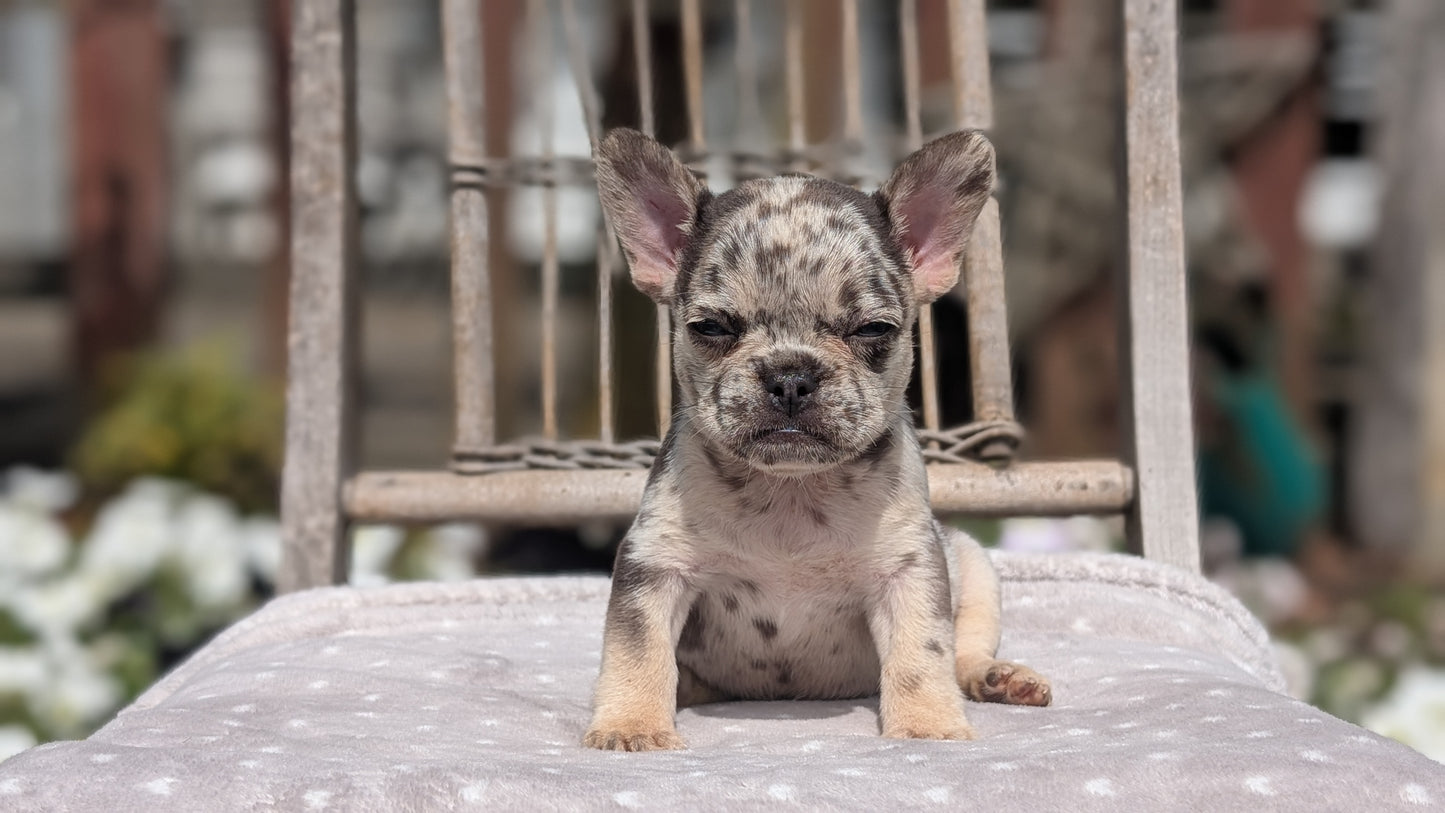 FRENCH BULLDOG (07/11) FEMALE