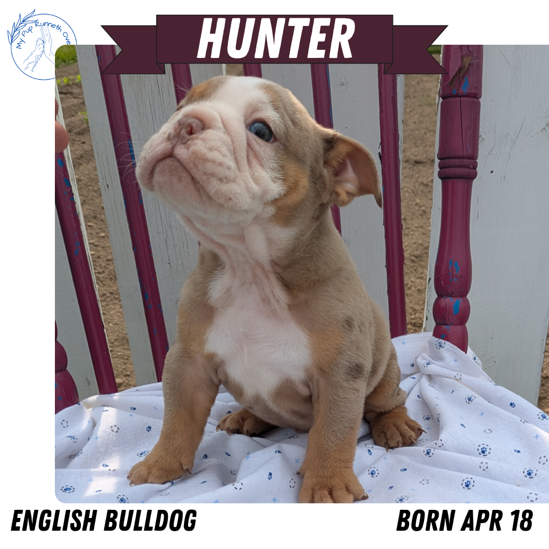 ENGLISH BULLDOG (04/18) MALE