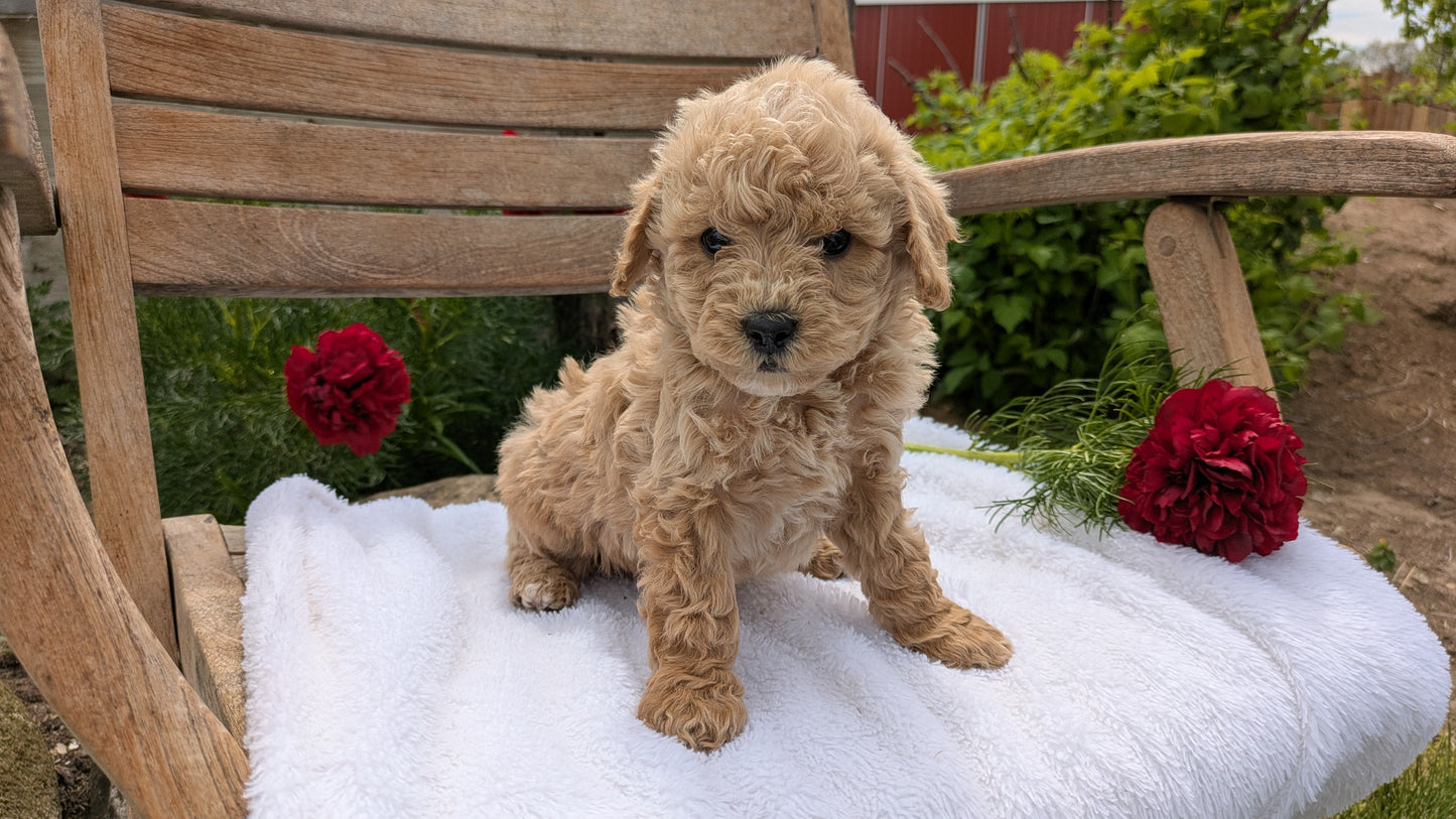 MINI POODLE (03/30) MALE