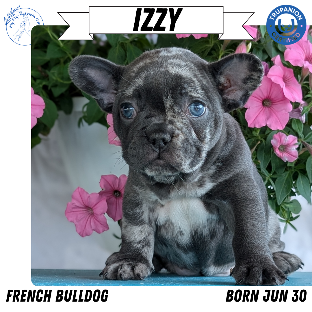 FRENCH BULLDOG (06/30) FEMALE