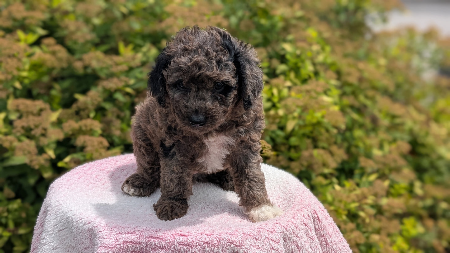 MINI POODLE (06/07) MALE