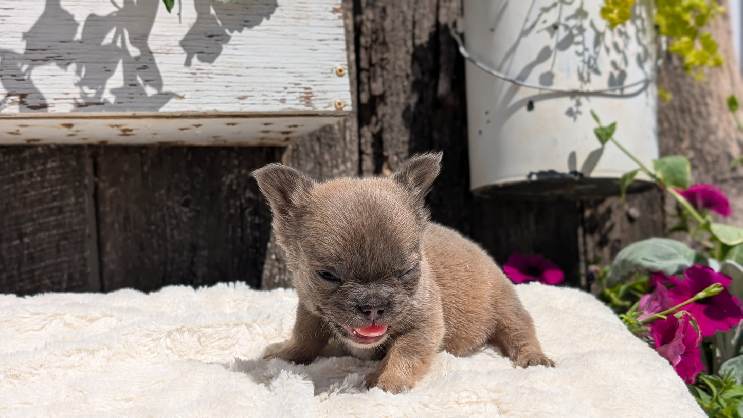 FRENCH BULLDOG (05/07) FEMALE