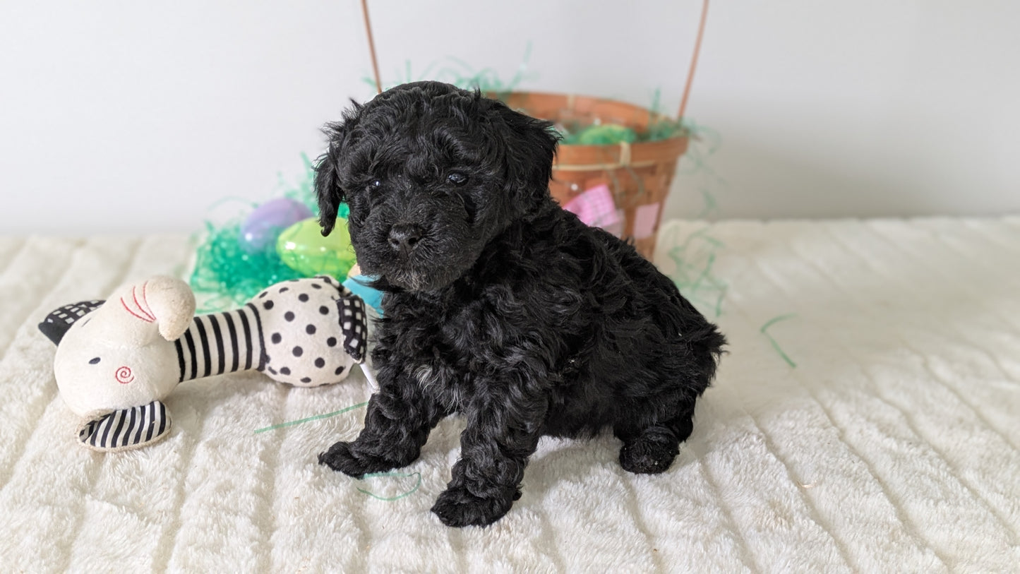 MINI POODLE (03/13) MALE