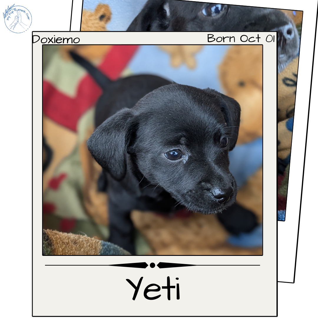 DACHSHUND (10/01) MALE