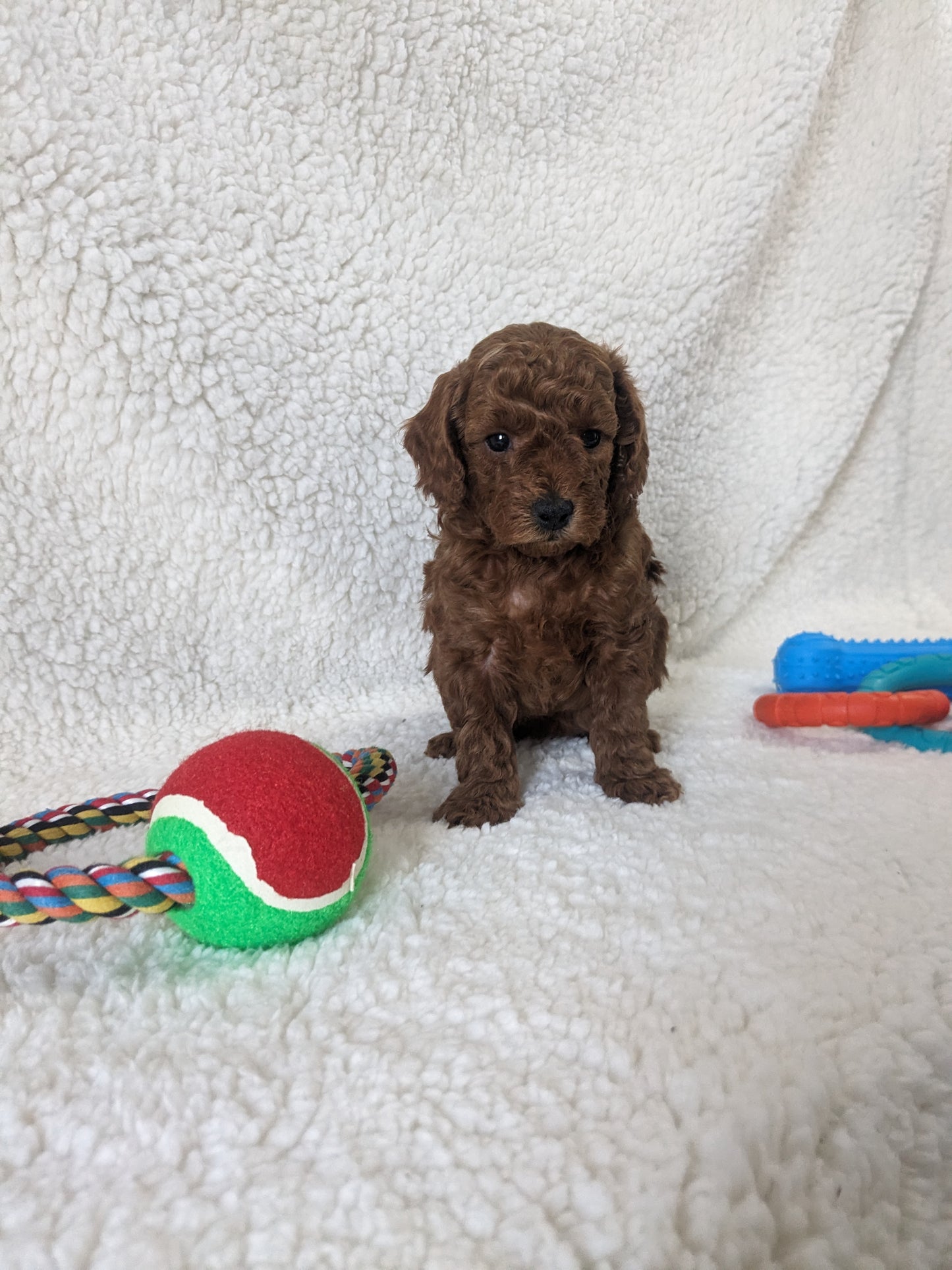 TOY POODLES (02/23/24) FEMALE