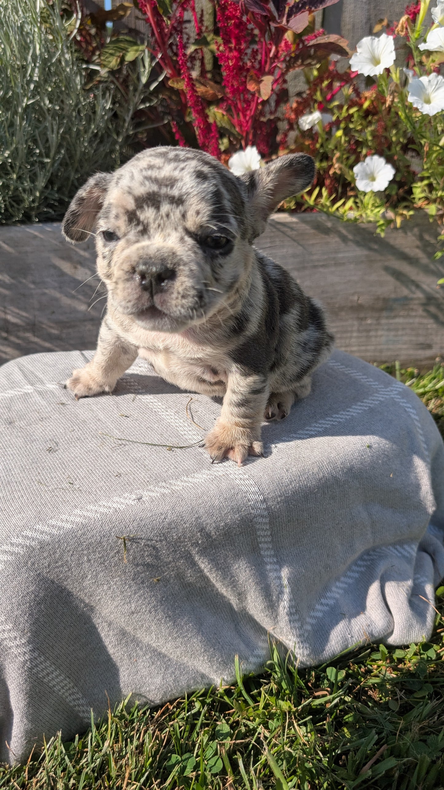 FRENCH BULLDOG (07/03) MALE