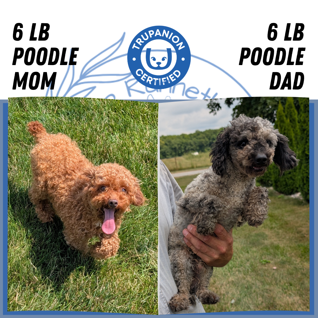 TOY POODLE (06/23) FEMALE