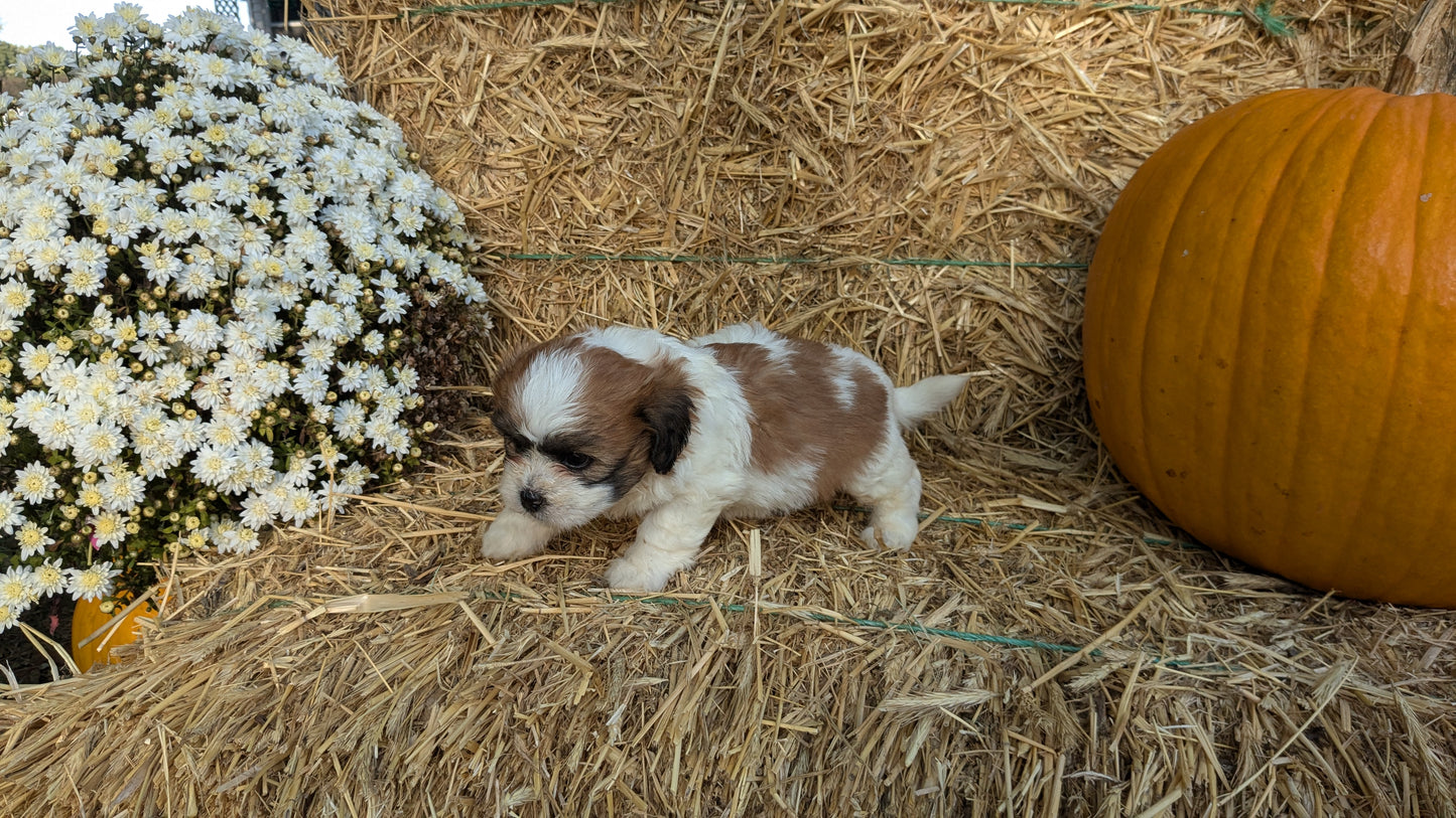 TEDDY BEAR (08/16) FEMALE